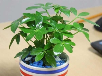 Top 10 loại cây lọc không khí hiệu quả nhất nên trồng trong nhà